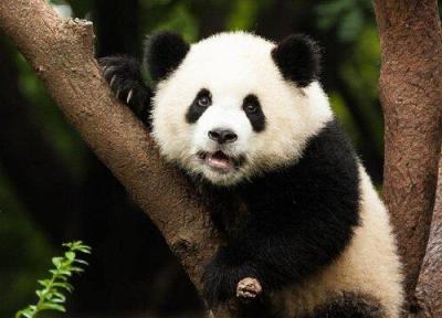 چرا نوزاد یک پاندای 90 کیلویی تنها 100 گرم وزن دارد؟