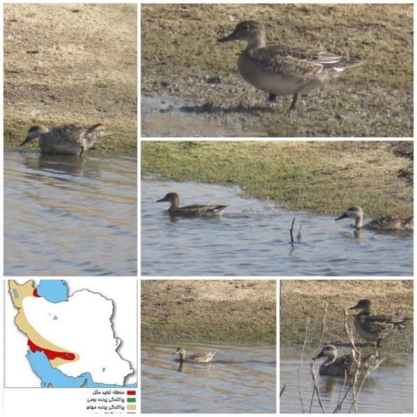 مشاهده گونه نادر اردک مرمری برای اولین بار در جنوب استان مشاهده گونه نادر اردک مرمری برای اولین بار در جنوب استان کرمان