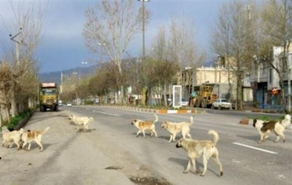 سگ های بلاصاحب برای اولین بار در یک استان کشور به متقاضیان واگذار می شوند