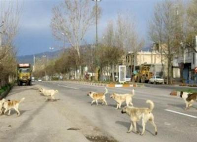 سگ های بلاصاحب برای اولین بار در یک استان کشور به متقاضیان واگذار می شوند