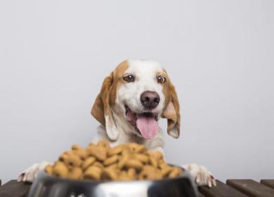 برترین برند های غذای خشک سگ کدام اند ؟